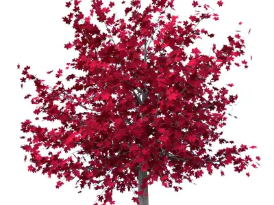 Red Maple Tree Acer Rubrum Low Poly 01 Low-poly 3D model