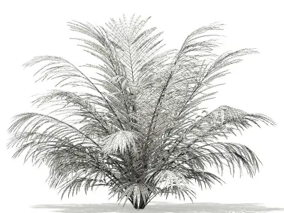 Golden Cane Palm Tree 3D Model 2m 3D model