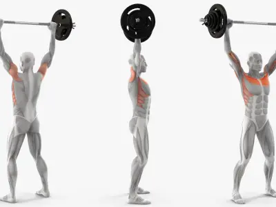  Muscular System Anatomy Shoulder Press 