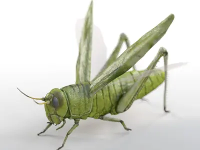  30 Insects Rigged Collection 