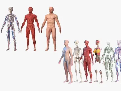  Complete Male and Female Body Anatomy Collection 