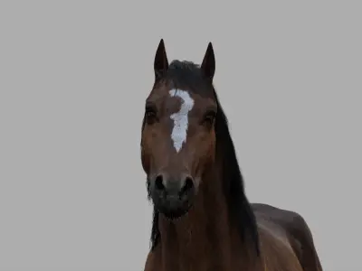  Brown Horse Rigged Fur 3D 