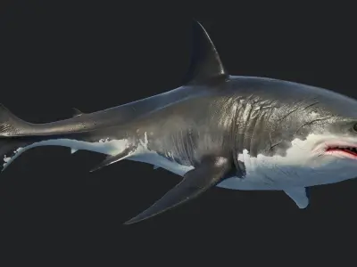  Great Shark White Animated 