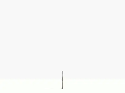  big tree grow Animation 