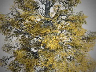 European Beech Fall Tree Low-poly 3D model