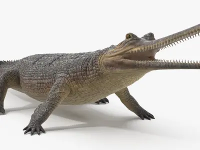  Indian Gharial Crocodile Rigged for Maya 