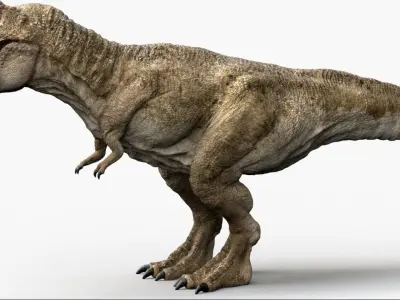  tyrannosaurusRex Anatomy 3D 