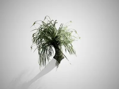 Ponytail Palm Tree Low-poly 3D model