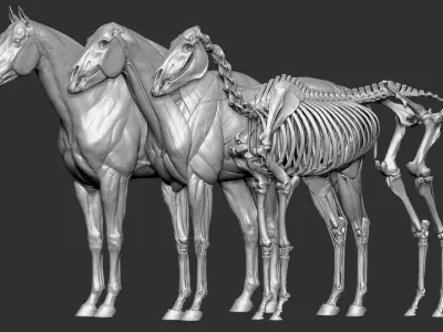  Horse Textured VFX MUSCLE SIMULATION 