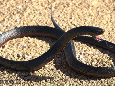  Desert Black King Snake Rigged for Maya 