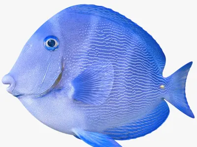  coral fishes collection 