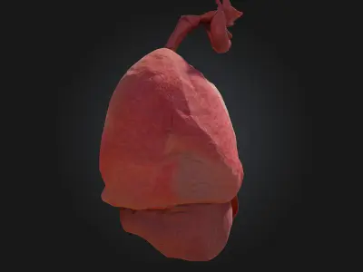 Respiratory System Illustration  Breathe Life into Learning 3D model