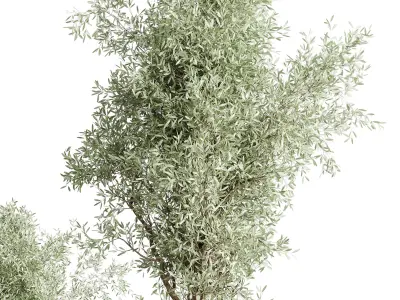 Olive tree in an old earthenware vase indoor collection 202 3D model