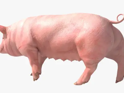  Pig Sow Landrace Animated Rigged for Blender 