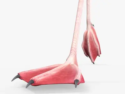  Pink Flamingo Bird in Walking Pose 