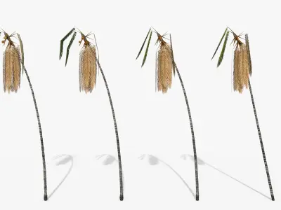 Coconut Palm Tree - Asset 3572H15 Low-poly 3D model