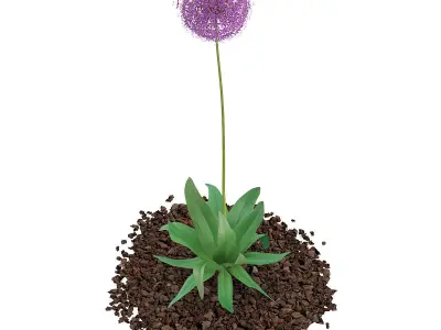 Allium Plant  Allium giganteum 3D model