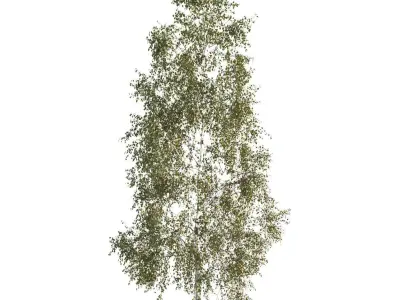 Betula pendula 201SU 3D model