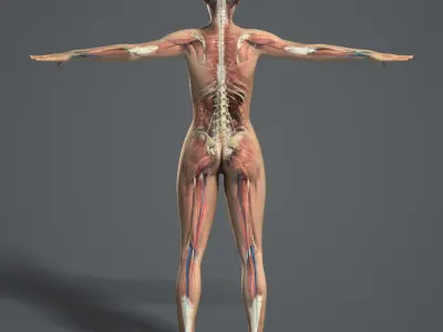  C4D RIGGED Complete Female Anatomy PACK 