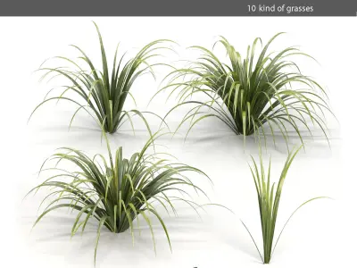 Grass garden - grasses 3D model
