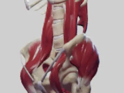 The Pelvic Floor And Post Abdominal Wall Muscles Low-poly 3D model