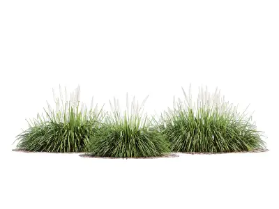 Ornamental grass 3D model purchase