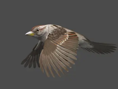  American Tree Sparrow Animated 