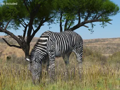  Plains Zebra Eating Fur 