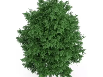 Rowan Tree Sorbus aucuparia 3D model