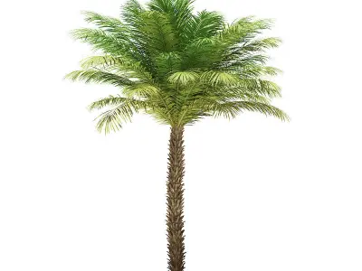 Date Palm Tree 3D Model 5m 3D model