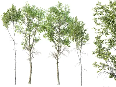 AV Betula Pendula and Fagus Sylvatica 3D model