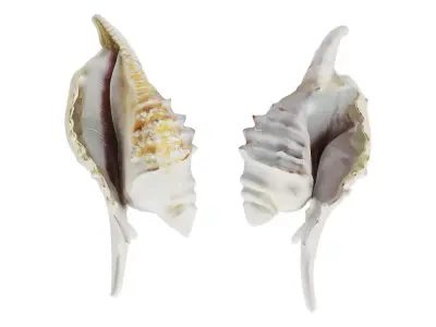 Murex Seashells Collection 3D model