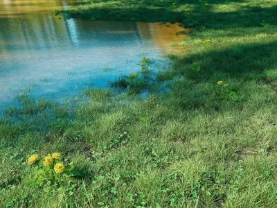 Realistic Grass Pack - CGrass v2 Low-poly 3D model