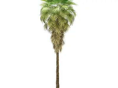 California Palm Tree 3D Model 12m 3D model