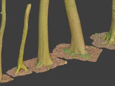 PBR 8x Beech Tree Trunk Real Scan Roots Collection Low-poly 3D model