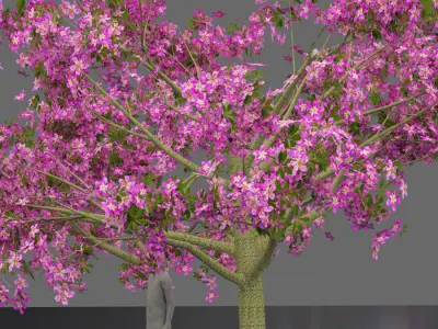 Silk floss tree - chorisia speciosa 3D model
