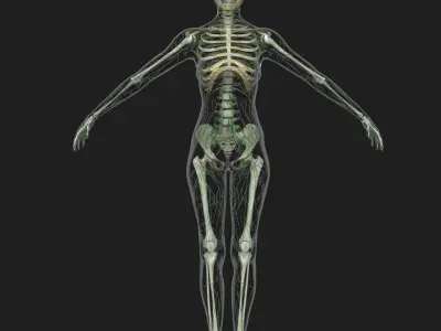 Female Lymphatic System Anatomy With Skeleton 3D model
