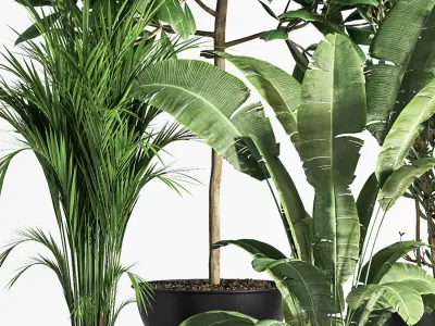 Indoor Plant set 01Z 3D model