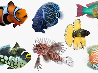  Coral Fish Rigged for Cinema 4D Collection 