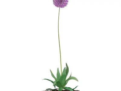 Allium Plant  Allium giganteum 3D model