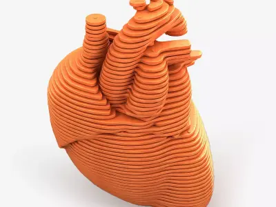 Parametric Human Heart Models 3D model