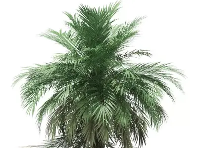 Butia Palm Tree 3D Model 3m 3D model