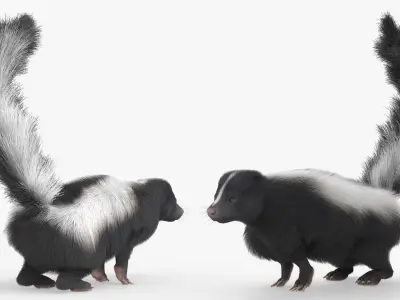  Animal Skunk Fur Animated Rigged for Blender 