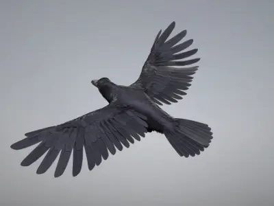  Raven Animated 