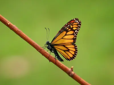  Monarch Butterfly Rigged Xgen 