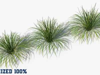 Muhlenbergia Rigens deergrass Low-poly 3D model