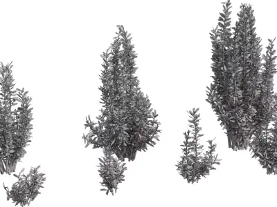 Photoreal Evergreen Shrub Pack Low-poly 3D model