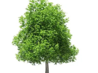 Avocado Tree 3D model