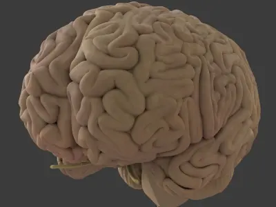 Central Nervous System with Skeleton Female 3D model