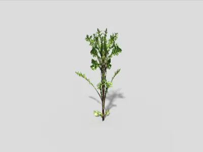 Low poly Plant thorny Low-poly 3D model